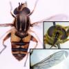Helophilus pendulus